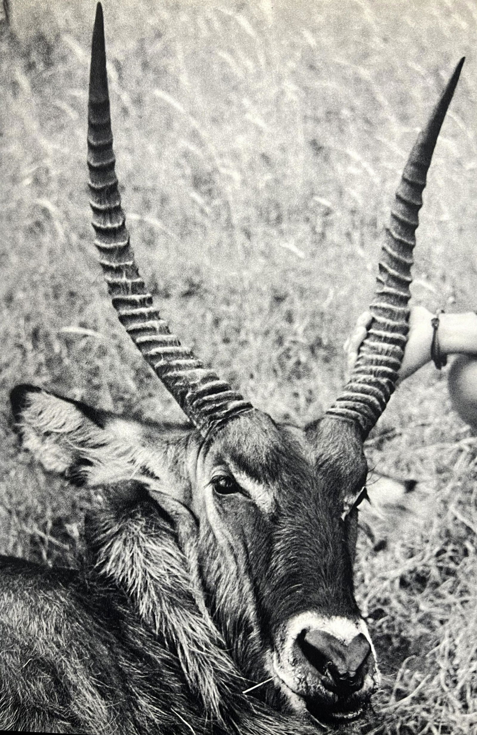 Peter Hill Beard, Male Waterbuck 'Trophy', 1960s: Photographer: Peter Hill Beard (January 22, 1938 â€“ March 31 / April 19, 2020) was an American artist, photographer, diarist, and writer who lived and worked in New York City, Montauk and Kenya.