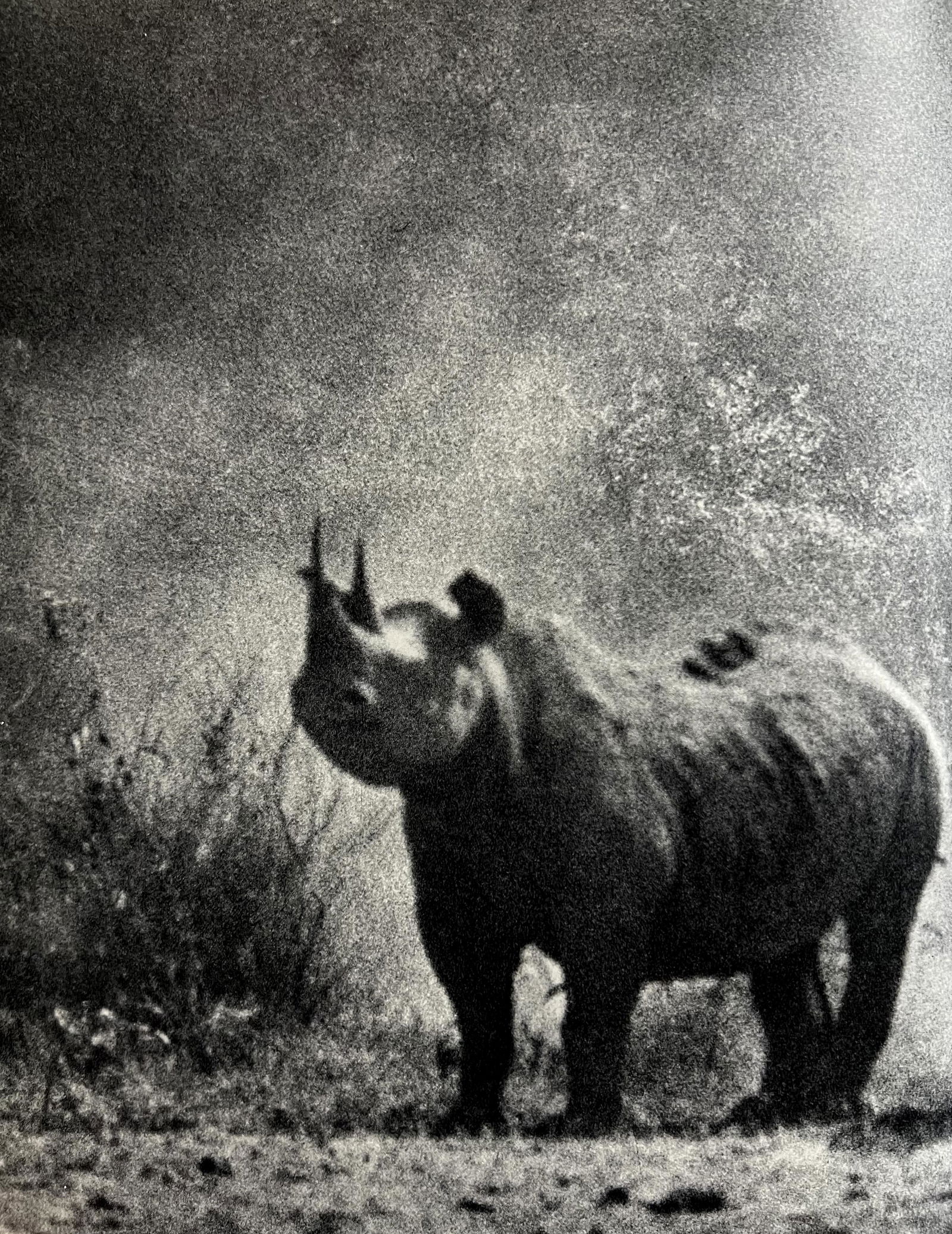 Peter Hill Beard, Rhino, 1960s: Photographer: Peter Hill Beard (January 22, 1938 â€“ March 31 / April 19, 2020) was an American artist, photographer, diarist, and writer who lived and worked in New York City, Montauk and Kenya.