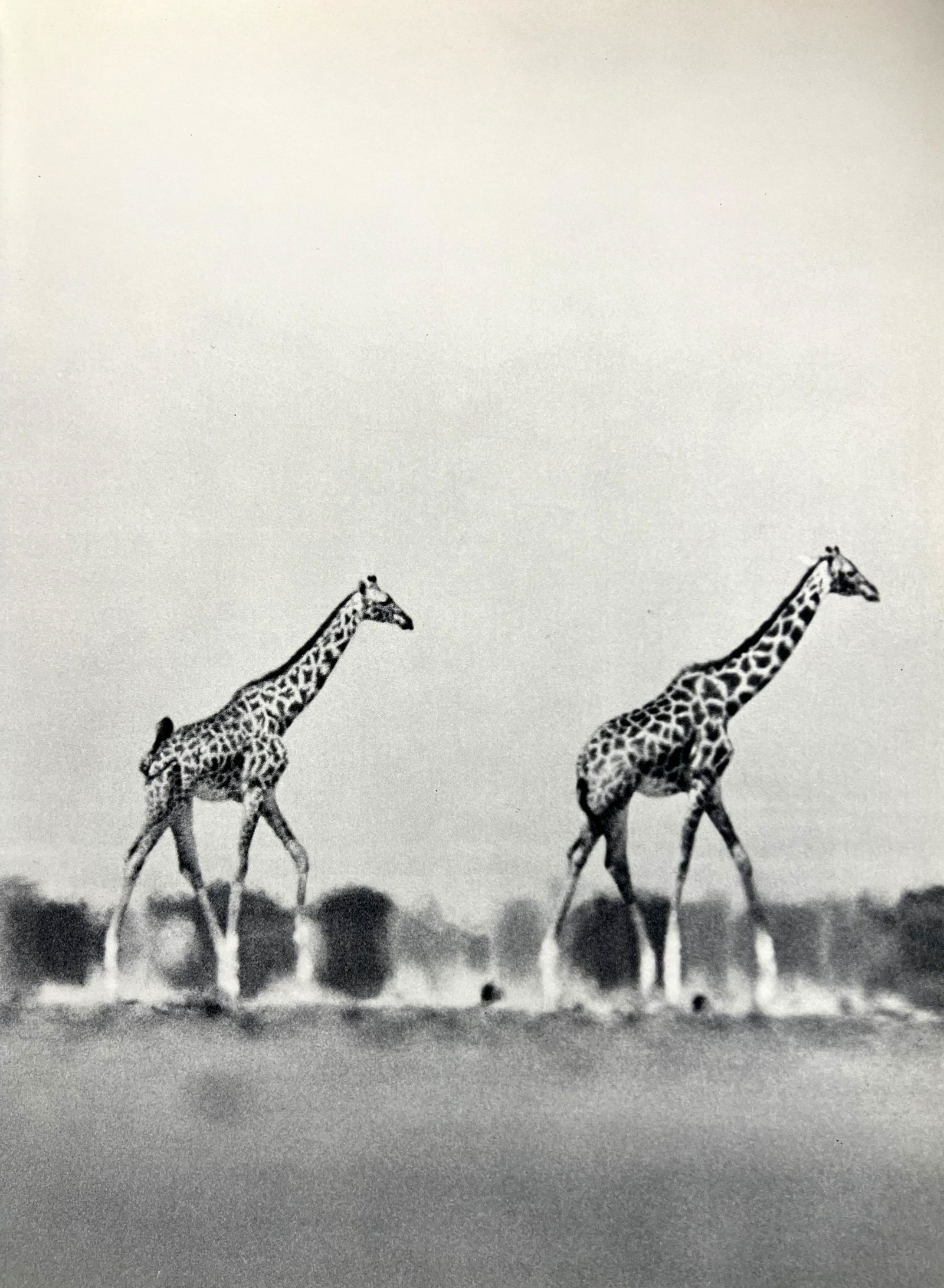 Peter Hill Beard, Giraffes, 1960s: Photographer: Peter Hill Beard (January 22, 1938 â€“ March 31 / April 19, 2020) was an American artist, photographer, diarist, and writer who lived and worked in New York City, Montauk and Kenya.