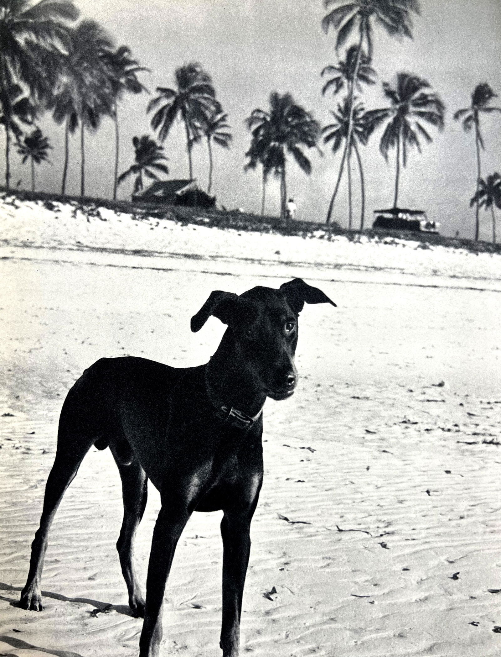 Peter Hill Beard, Jacques' Doberman At Malindi Camp, 1960s: Photographer: Peter Hill Beard (January 22, 1938 â€“ March 31 / April 19, 2020) was an American artist, photographer, diarist, and writer who lived and worked in New York City, Montauk and Kenya.