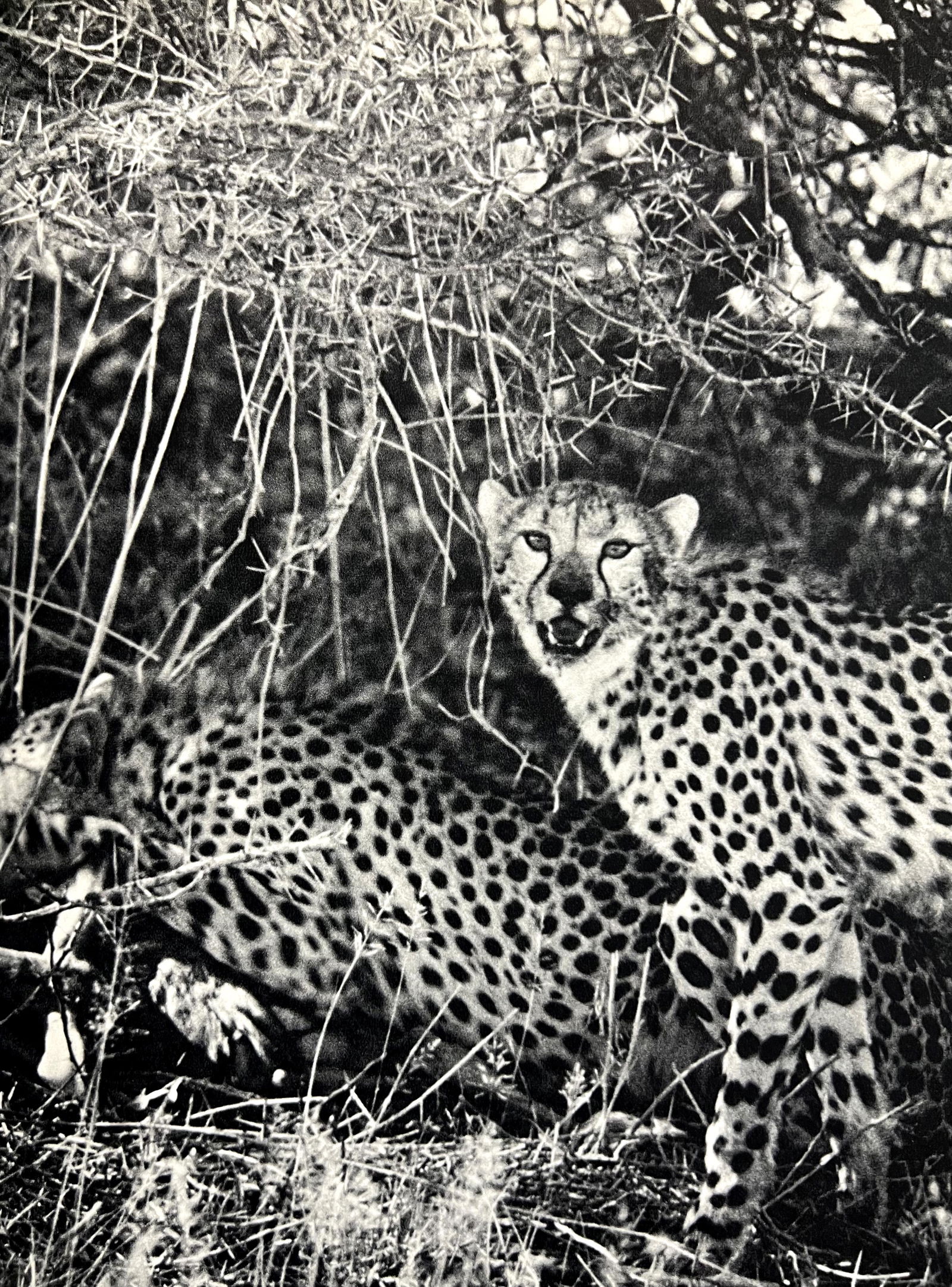 Peter Hill Beard, Cheetahs Devour Their Impala Kill, 1960s: Photographer: Peter Hill Beard (January 22, 1938 â€“ March 31 / April 19, 2020) was an American artist, photographer, diarist, and writer who lived and worked in New York City, Montauk and Kenya.