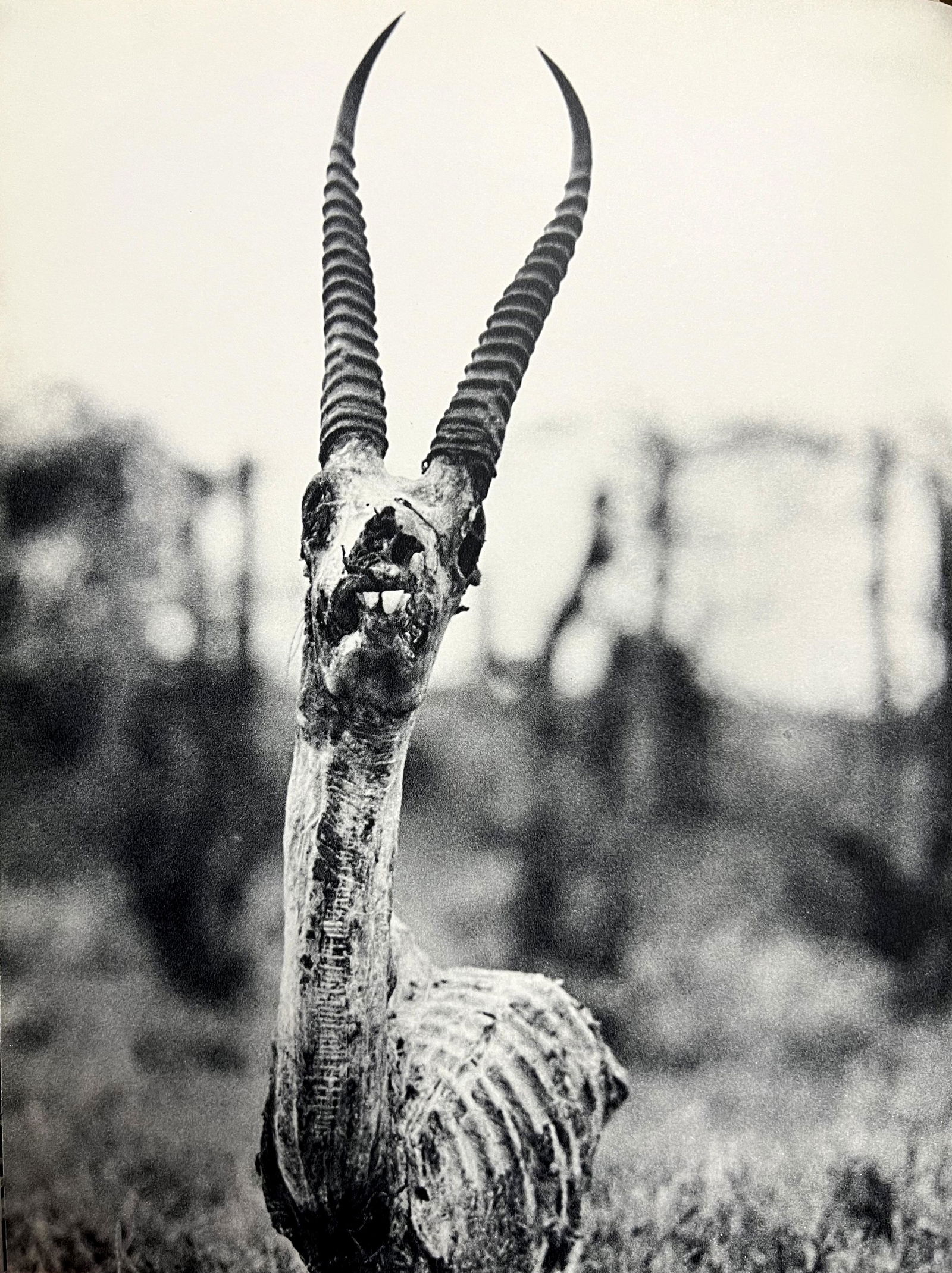 Peter Hill Beard, Death's Head Of A Grant's Gazelle, 1960s: Photographer: Peter Hill Beard (January 22, 1938 â€“ March 31 / April 19, 2020) was an American artist, photographer, diarist, and writer who lived and worked in New York City, Montauk and Kenya.