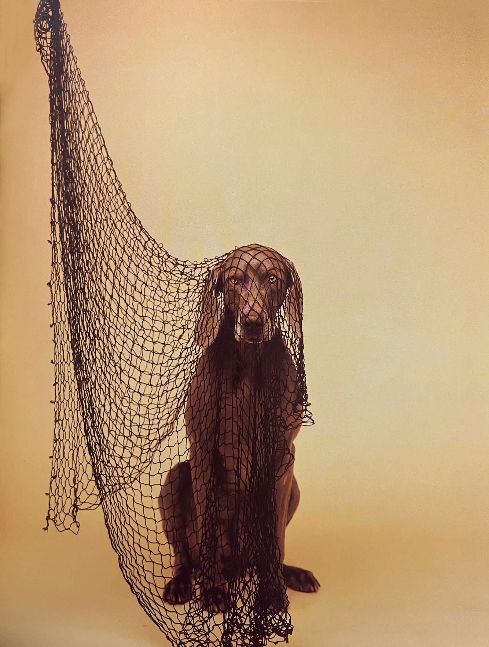 William Wegman, Fishing Net: Photographer: William Wegman Subject/Title: Fishing Net Type Of Print: Photogravure Date Of Print: 1994 Publisher: Library Of Congress Cataloging Approximate Image Size: 11 x 8 inches Mount Board Size