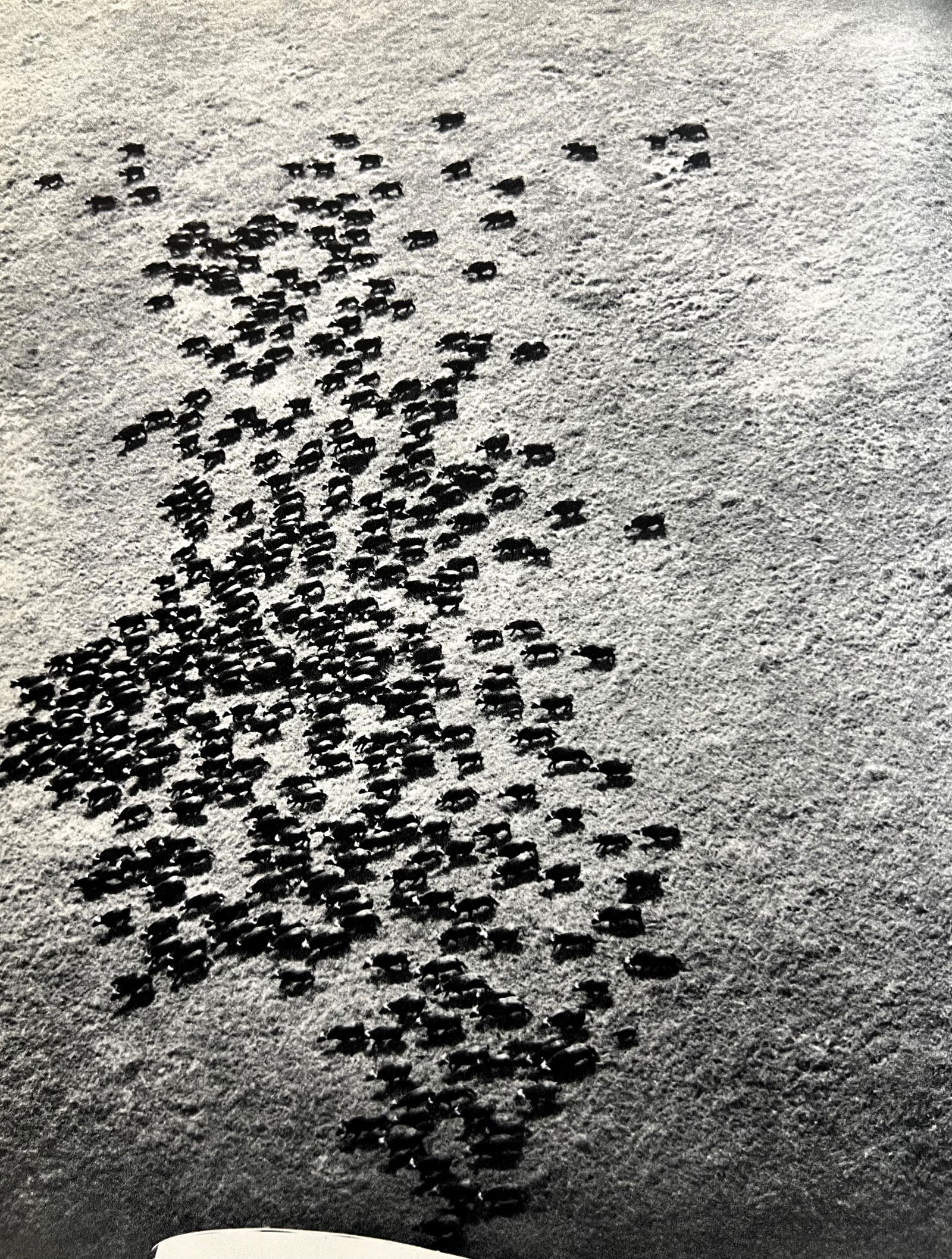 Peter Hill Beard, A Near World's Record Grant's Gazelle, The Biggest Percival Had Ever Seen, 1960s: Photographer: Peter Hill Beard (January 22, 1938 â€“ March 31 / April 19, 2020) was an American artist, photographer, diarist, and writer who lived and worked in New York City, Montauk and Kenya.