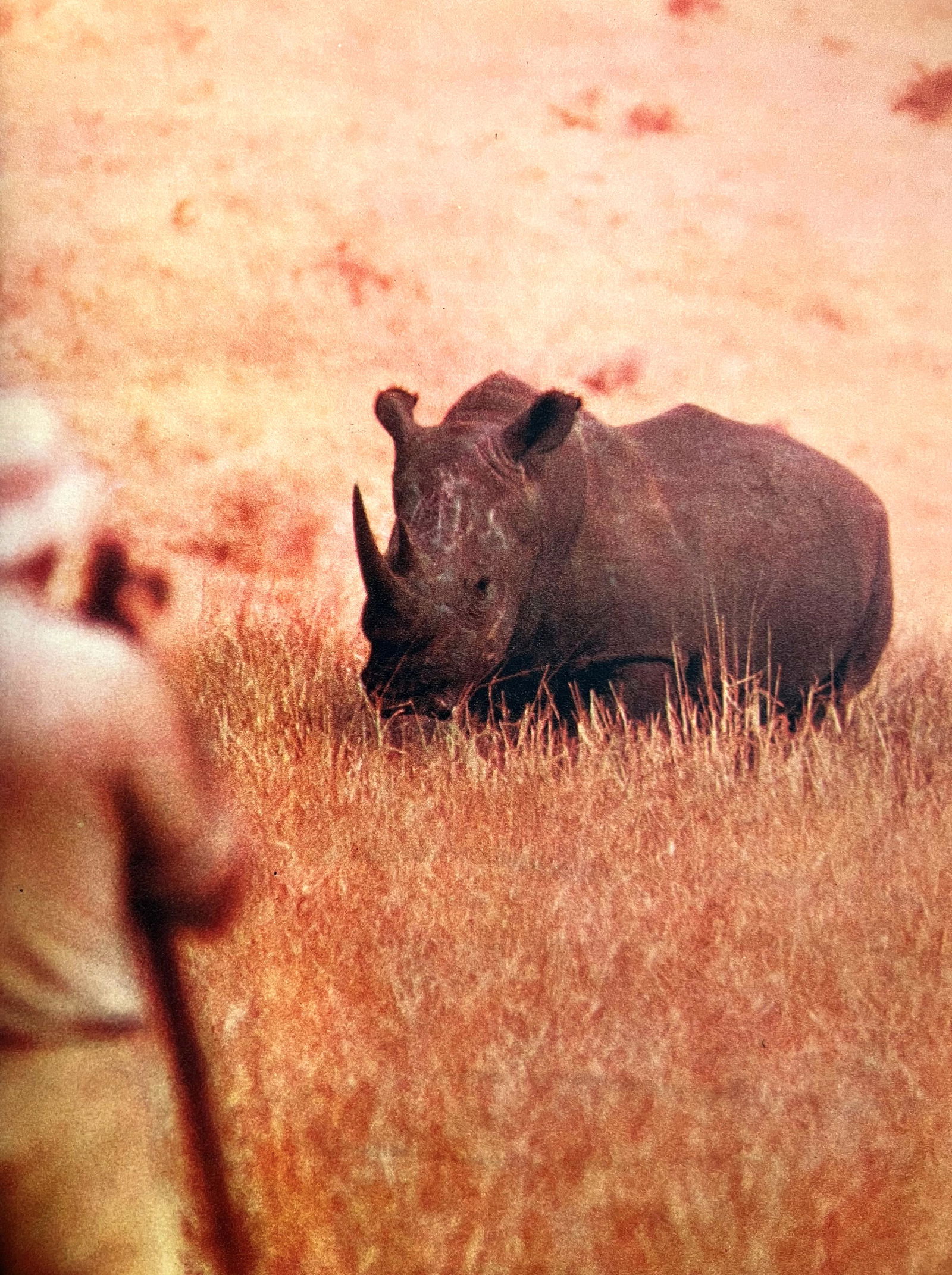 Peter Hill Beard, A View Through The Windshield, 1960s: Photographer: Peter Hill Beard (January 22, 1938 â€“ March 31 / April 19, 2020) was an American artist, photographer, diarist, and writer who lived and worked in New York City, Montauk and Kenya.