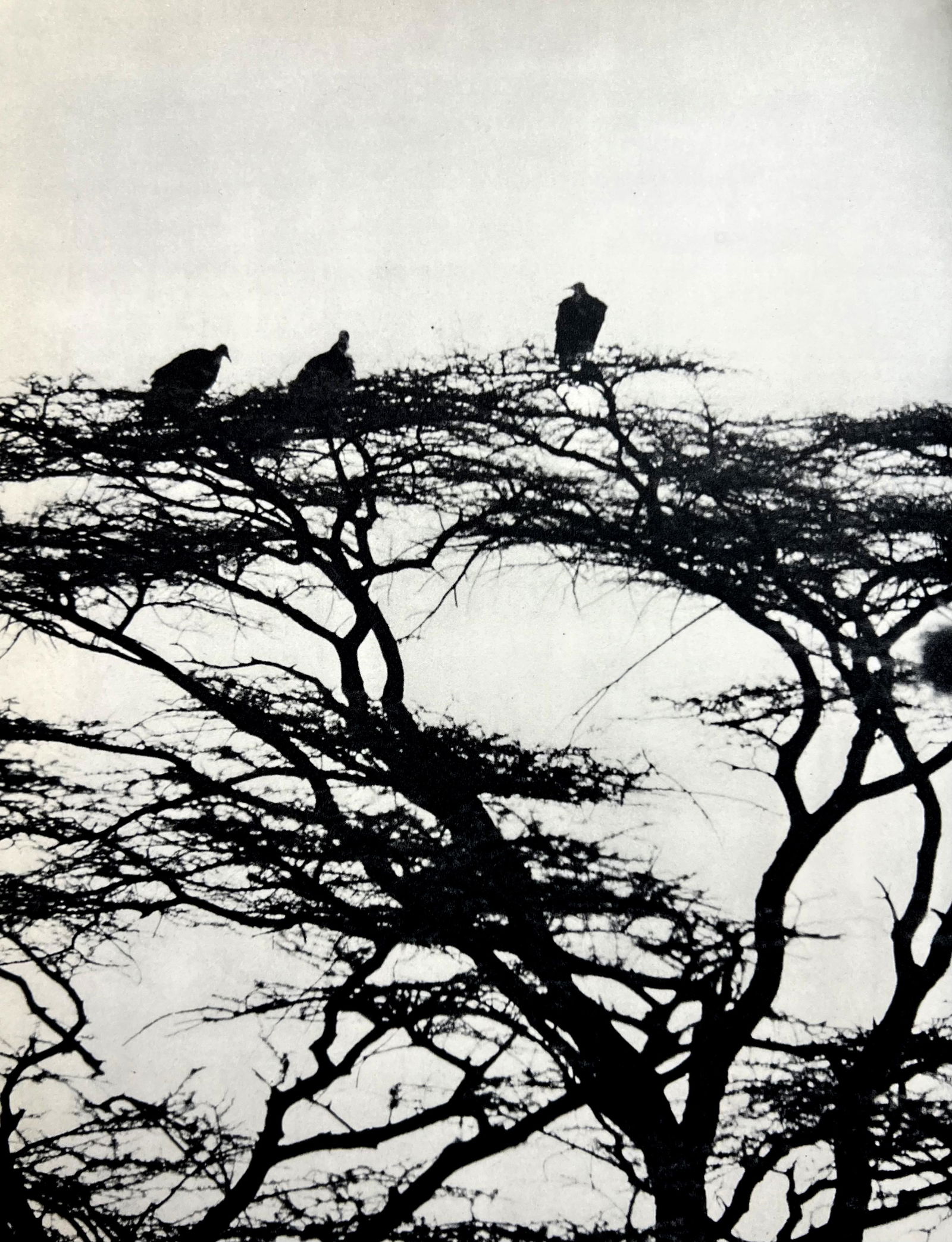 Peter Hill Beard, Acacia Thorn Tree, Vultures Waiting, 1960s: Photographer: Peter Hill Beard (January 22, 1938 â€“ March 31 / April 19, 2020) was an American artist, photographer, diarist, and writer who lived and worked in New York City, Montauk and Kenya.