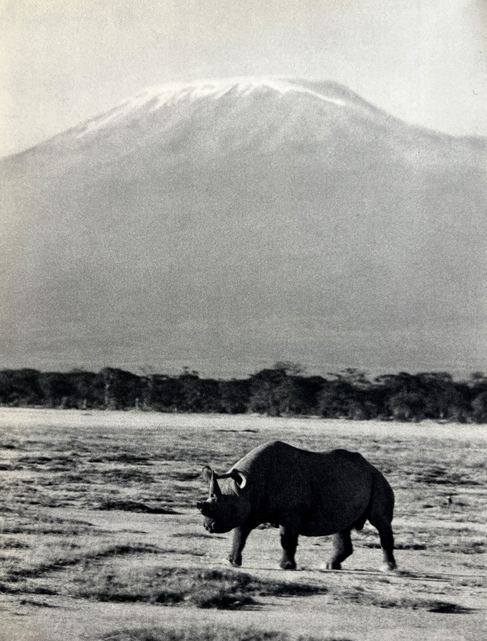 Peter Hill Beard, Early Morning Below Kilimanjaro, Rhino With A Broken Horn, 1960s: Photographer: Peter Hill Beard (January 22, 1938 â€“ March 31 / April 19, 2020) was an American artist, photographer, diarist, and writer who lived and worked in New York City, Montauk and Kenya.