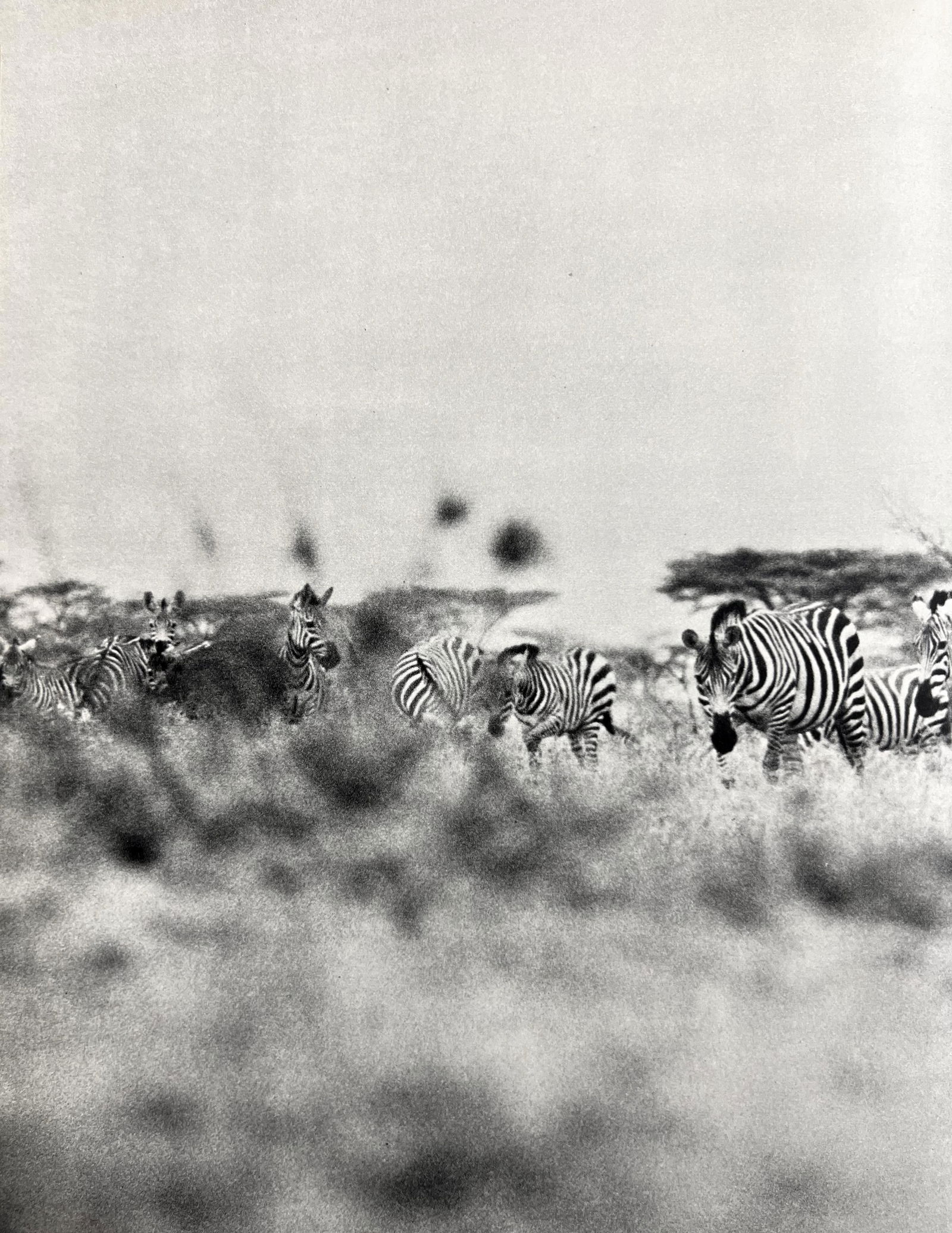 Peter Hill Beard, Zebras On Cattle Estate About To Be Fired At, 1960s: Photographer: Peter Hill Beard (January 22, 1938 â€“ March 31 / April 19, 2020) was an American artist, photographer, diarist, and writer who lived and worked in New York City, Montauk and Kenya.