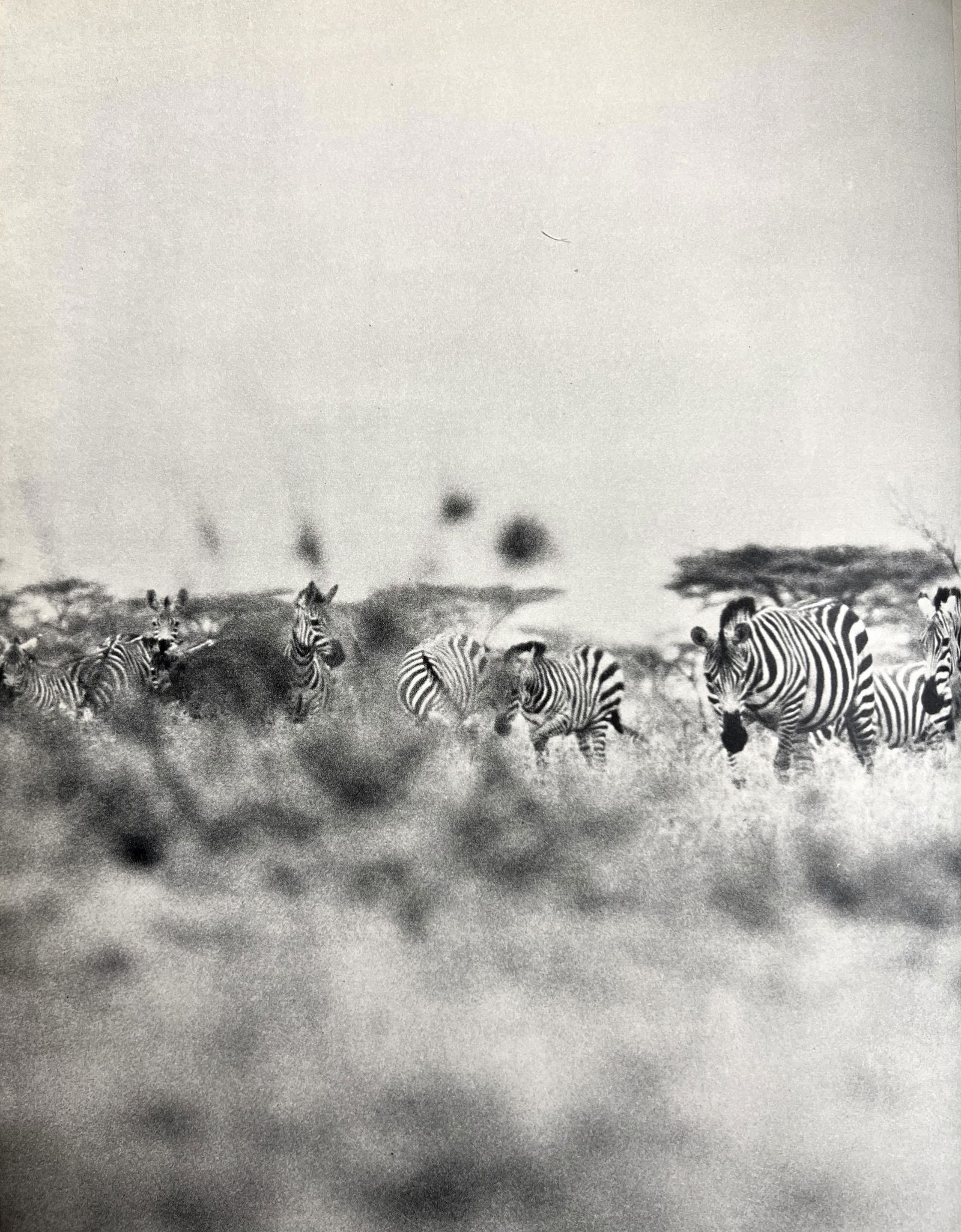 Peter Hill Beard, Zebras On Cattle Estate About To Be Fired At, 1960s: Photographer: Peter Hill Beard (January 22, 1938 â€“ March 31 / April 19, 2020) was an American artist, photographer, diarist, and writer who lived and worked in New York City, Montauk and Kenya.