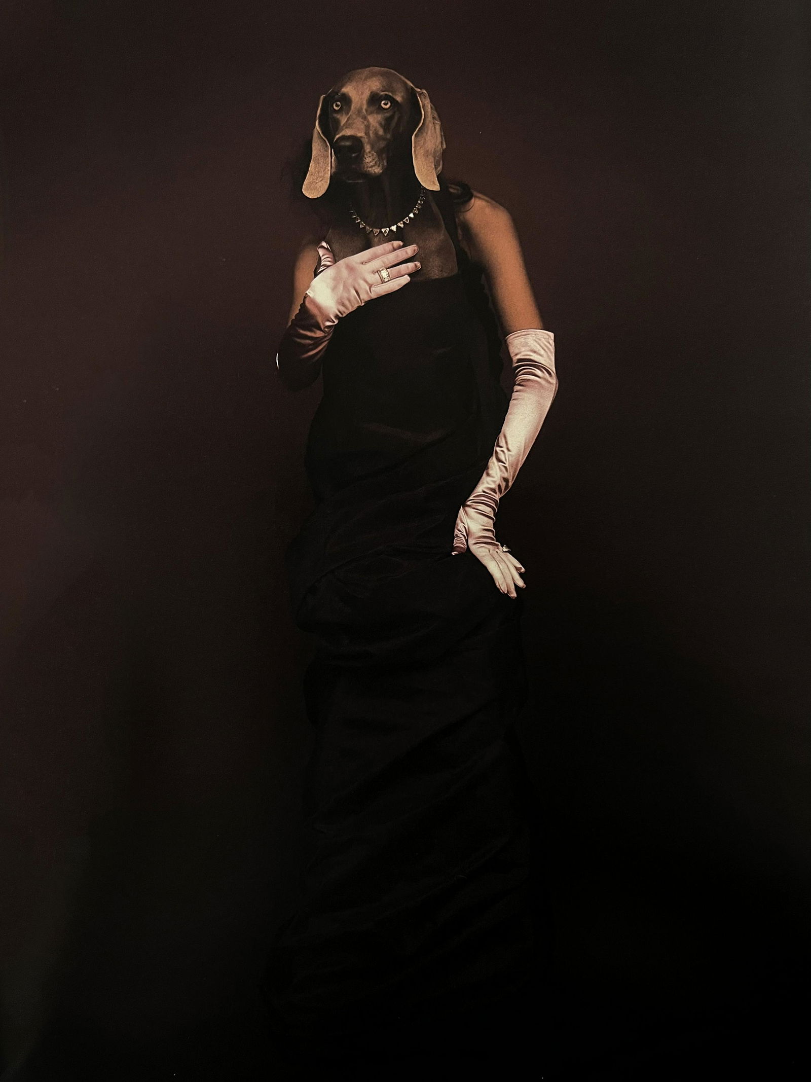 William Wegman, Ready For The Gala (1 of 1)