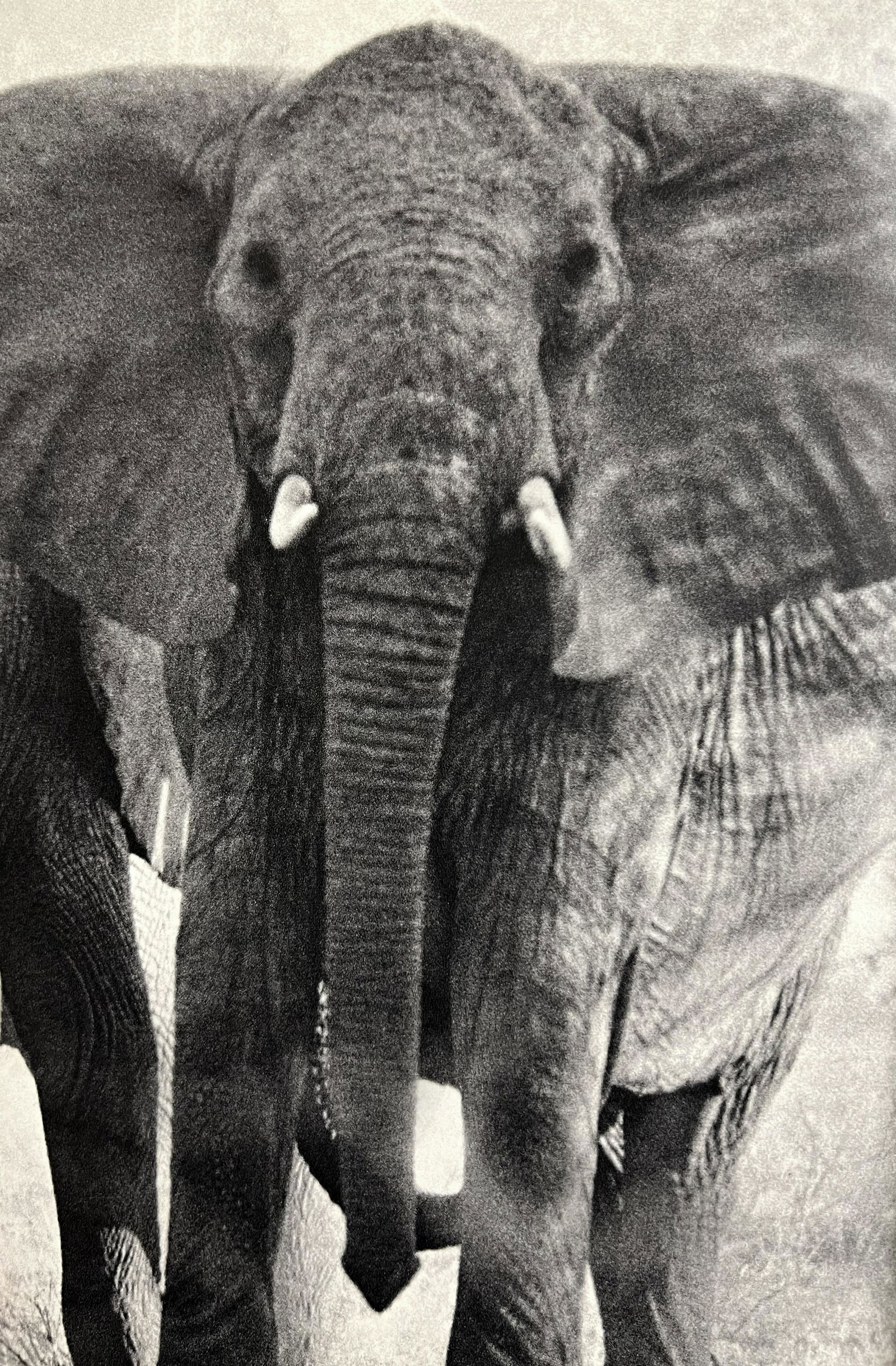 Peter Hill Beard, Death Of A Large Bull Elephant, 1960s (1 of 1)