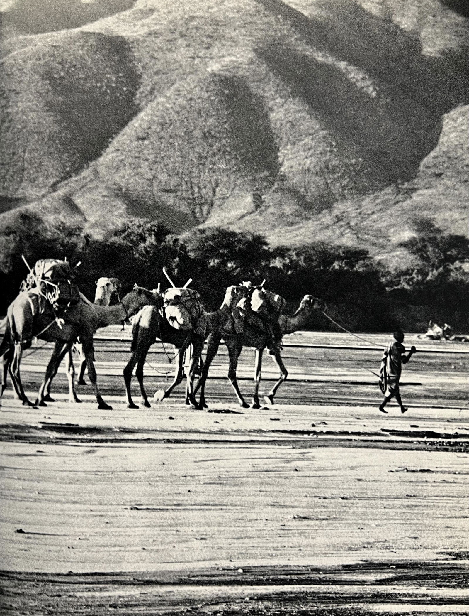 Peter Hill Beard, Safari Heading Down, 1960s (1 of 1)
