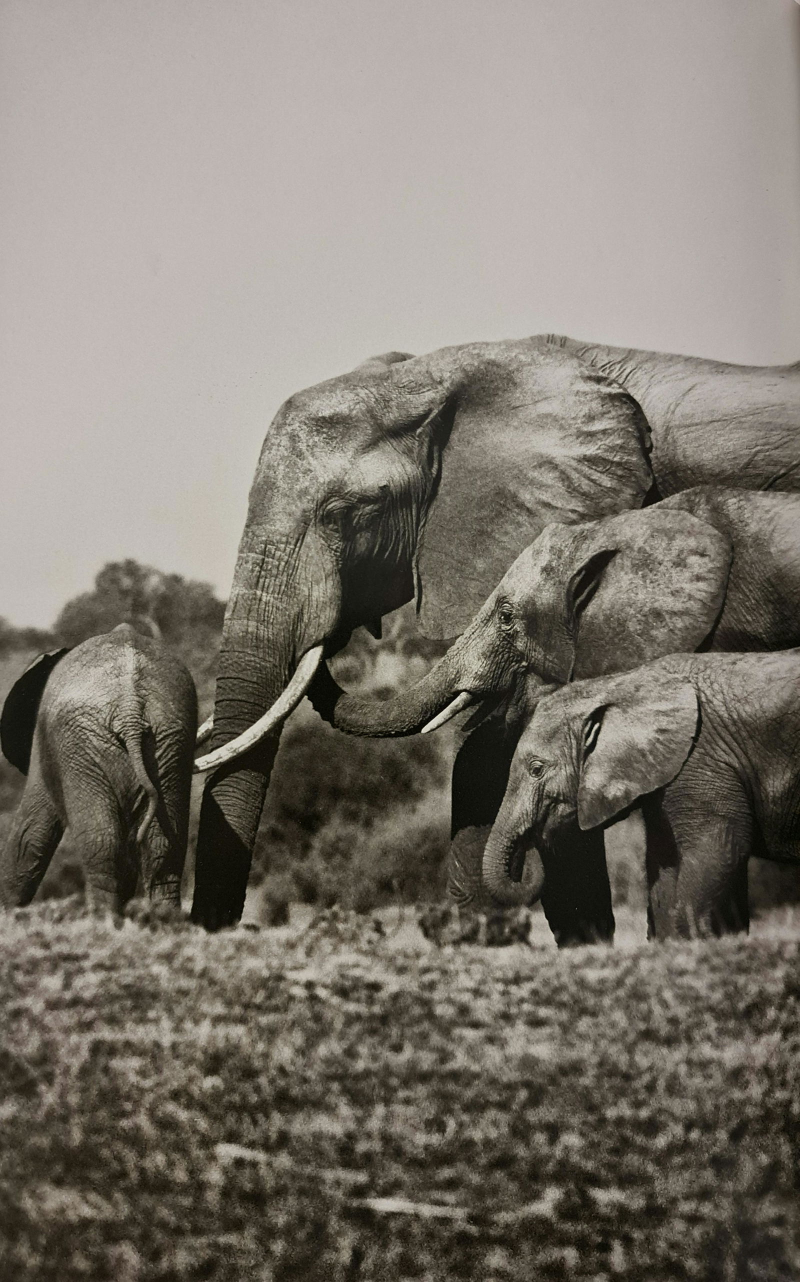 Sebastian Salgado, African Elephants, Chobe River, Botswana, 2007 (1 of 1)
