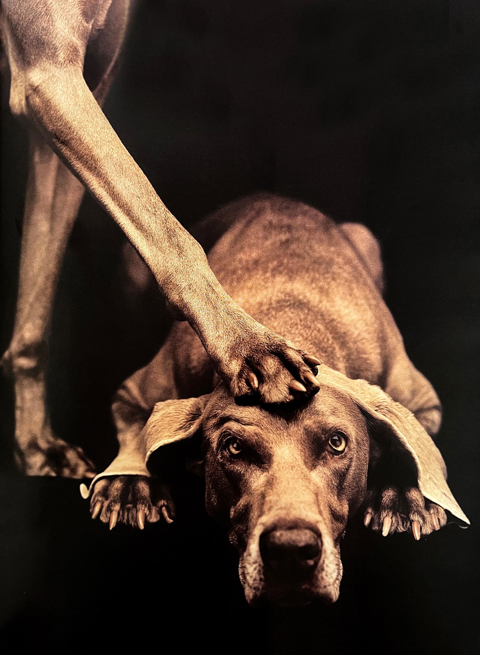 William Wegman, Untitled (1 of 1)