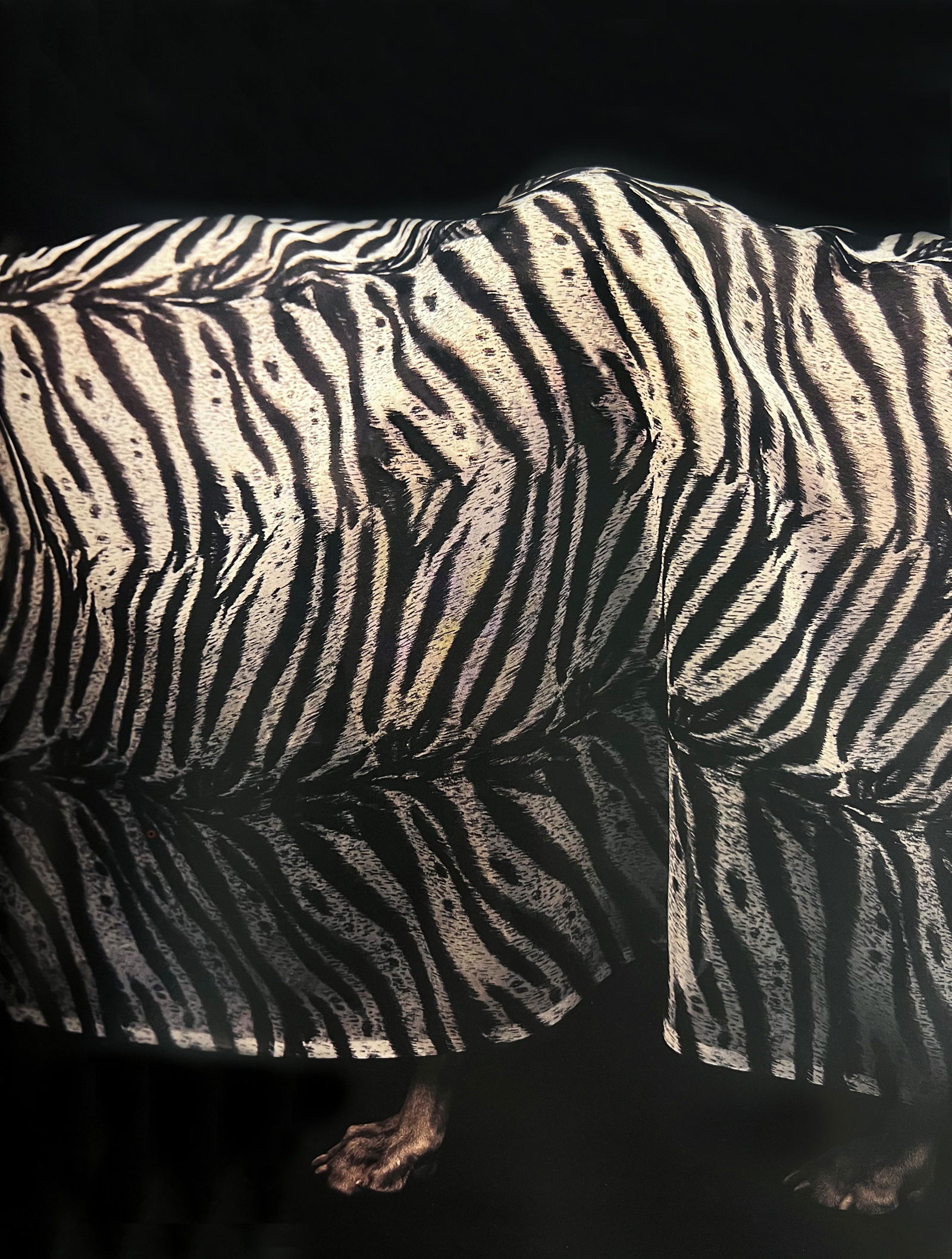 William Wegman, Zebra Patern: Photographer: William Wegman Subject/Title: Zebra Patern Type Of Print: Photogravure Date Of Print: 1994 Publisher: Library Of Congress Cataloging Approximate Image Size: 11 x 8 inches Mount Board Siz