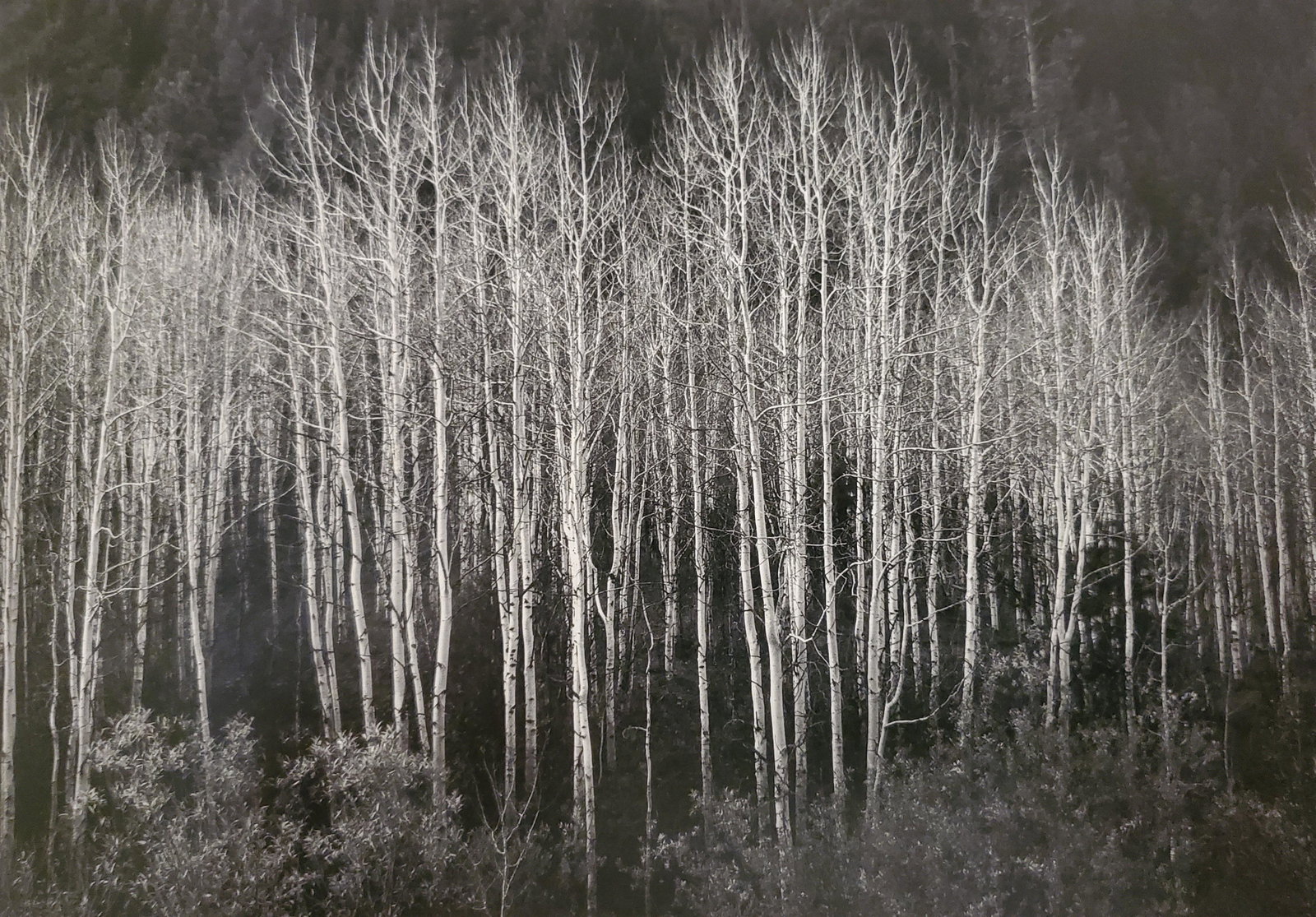 Ansel Adams, Aspens, Dawn, Autumn, Dolores River Canyon, Colorado, 1937: Photographer: Ansel Adams (American, 1902 - 1984) - Internationally renowned American photographer. One of the most influential artists in photographic history. Title: "Aspens, Dawn, Autumn, Dolores R