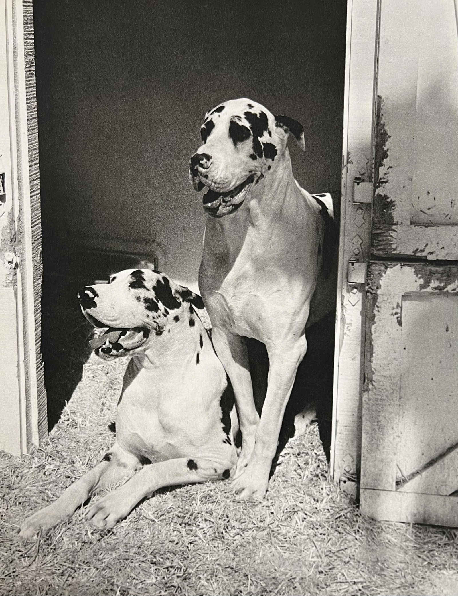 Bruce Weber, Untitled, 1988 (1 of 1)