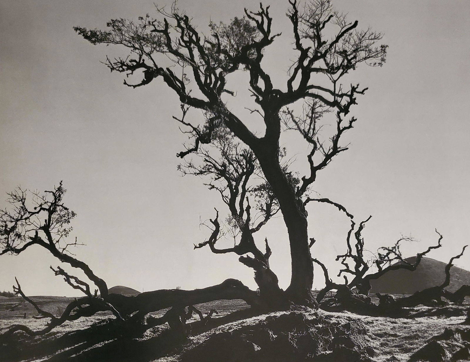 Brett Weston, Tree Mauna Kea 1990: Photographer: Brett Weston, American, 1911 - 1993, developed his own vision and pursued a celebrated photographic career, beginning at 13 and continuing until the end of his life. He started work in 1