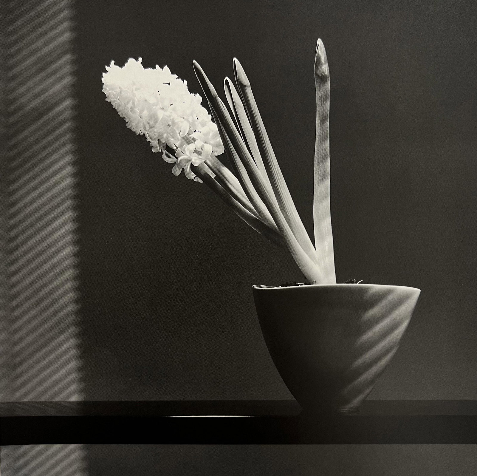 Robert Mapplethorpe, Hyacinth, 1986 (1 of 1)