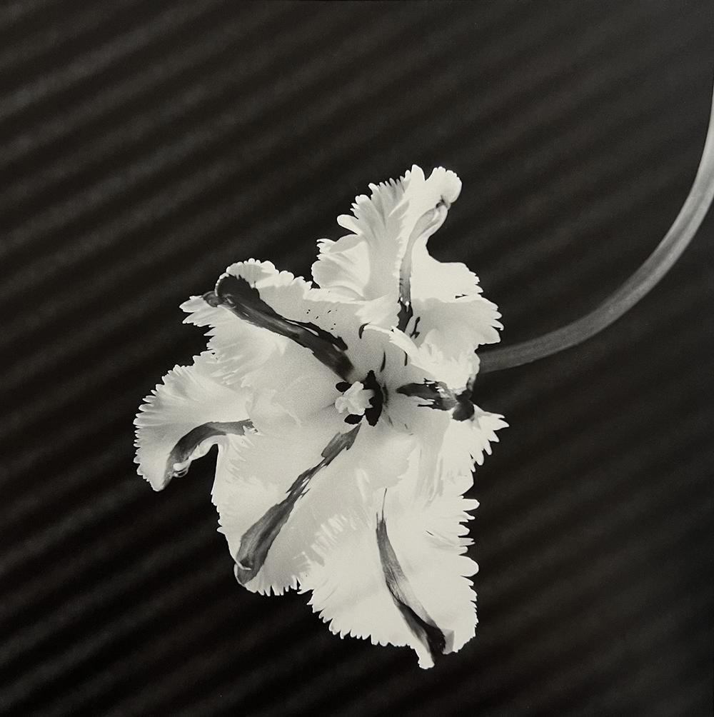 Robert Mapplethorpe, Parrot Tulip, 1987 (1 of 1)