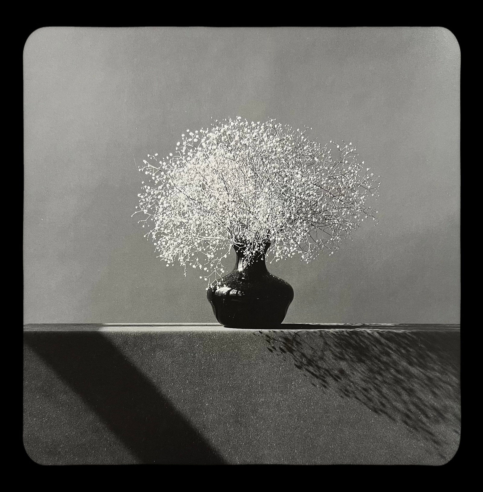 Robert Mapplethorpe, Baby's Breath, 1982: Photographer: Robert Michael Mapplethorpe (1946-1989) was an American photographer, best known for his black-and-white photographs. His work featured an array of subjects, including celebrity portrait