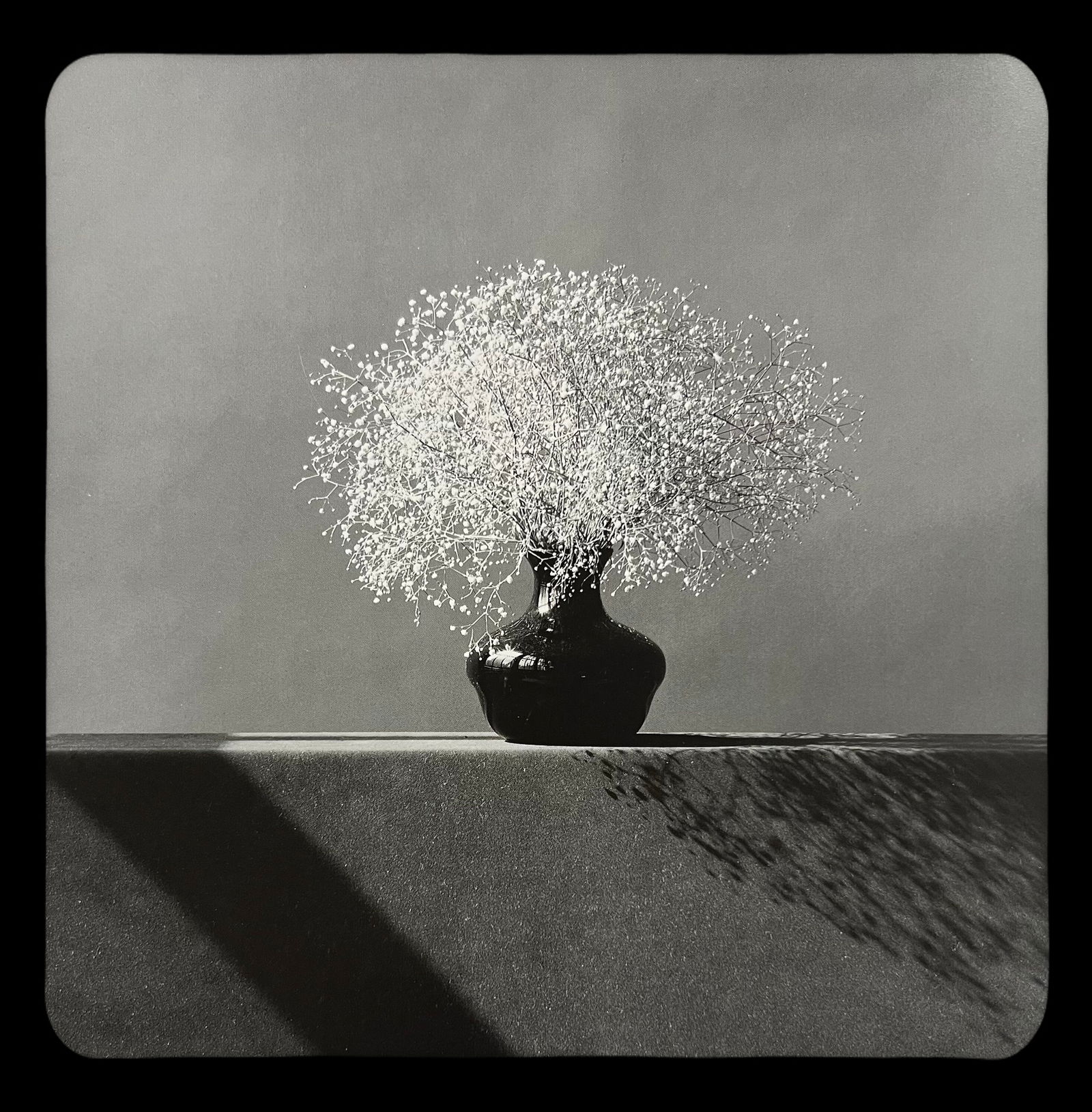 Robert Mapplethorpe, Baby's Breath, 1982: Photographer: Robert Michael Mapplethorpe (1946-1989) was an American photographer, best known for his black-and-white photographs. His work featured an array of subjects, including celebrity portrait