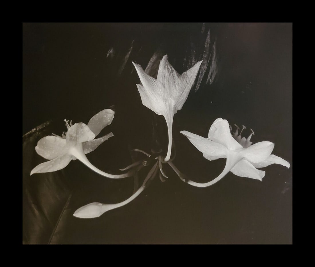 Brett Weston, Ginger Flowers 1987 (1 of 1)