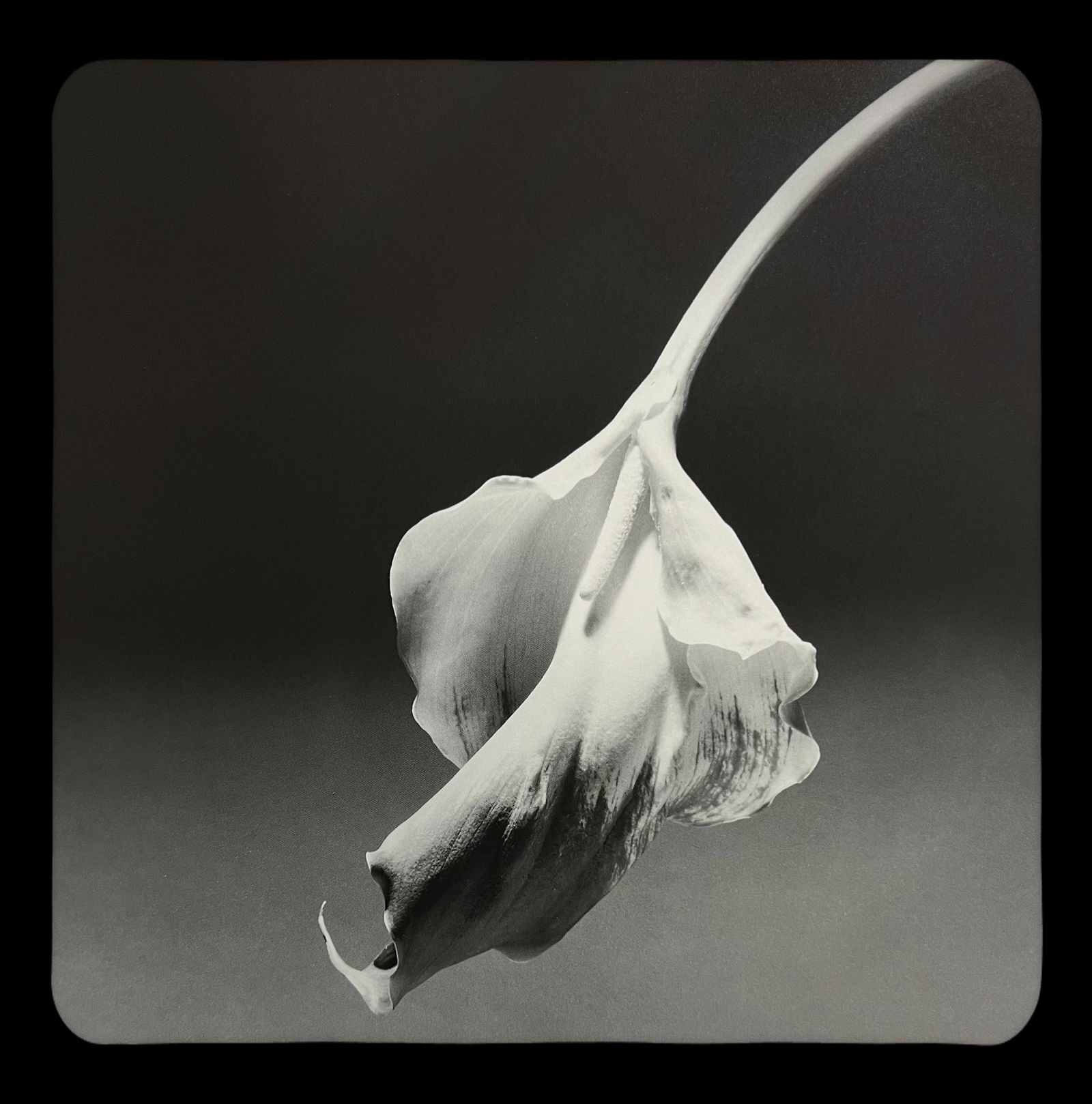 Robert Mapplethorpe, Calla Lily, 1986 (1 of 1)