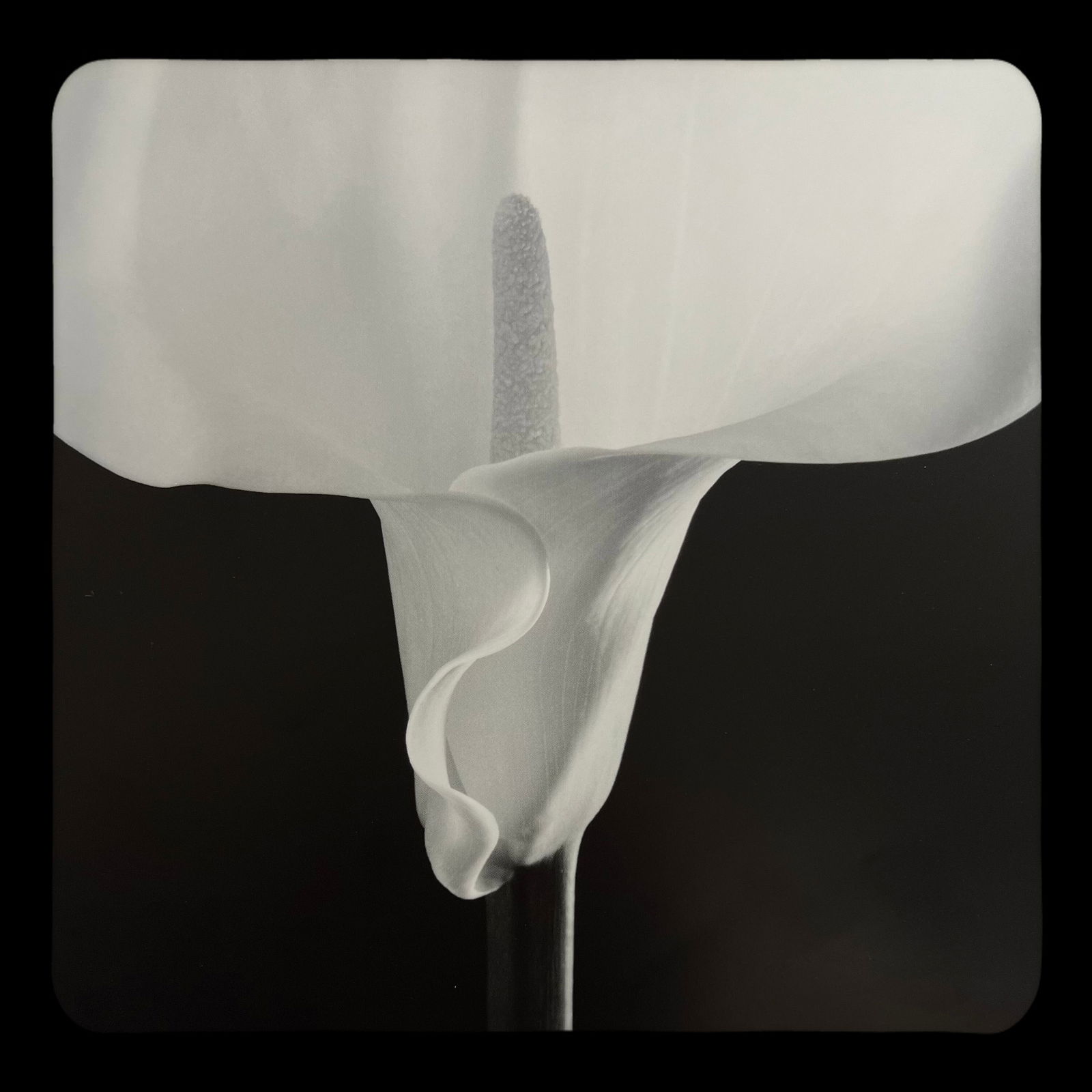 Robert Mapplethorpe, Calla Lily, 1988 (1 of 1)