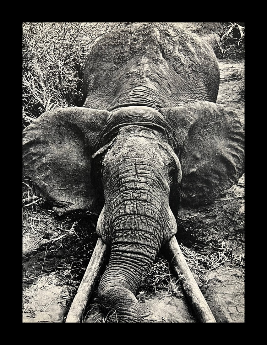 Peter Hill Beard, Death Of A Large Bull Elephant, 1960s: Photographer: Peter Hill Beard (January 22, 1938 – March 31 / April 19, 2020) was an American artist, photographer, diarist, and writer who lived and worked in New York City, Montauk and Kenya. His
