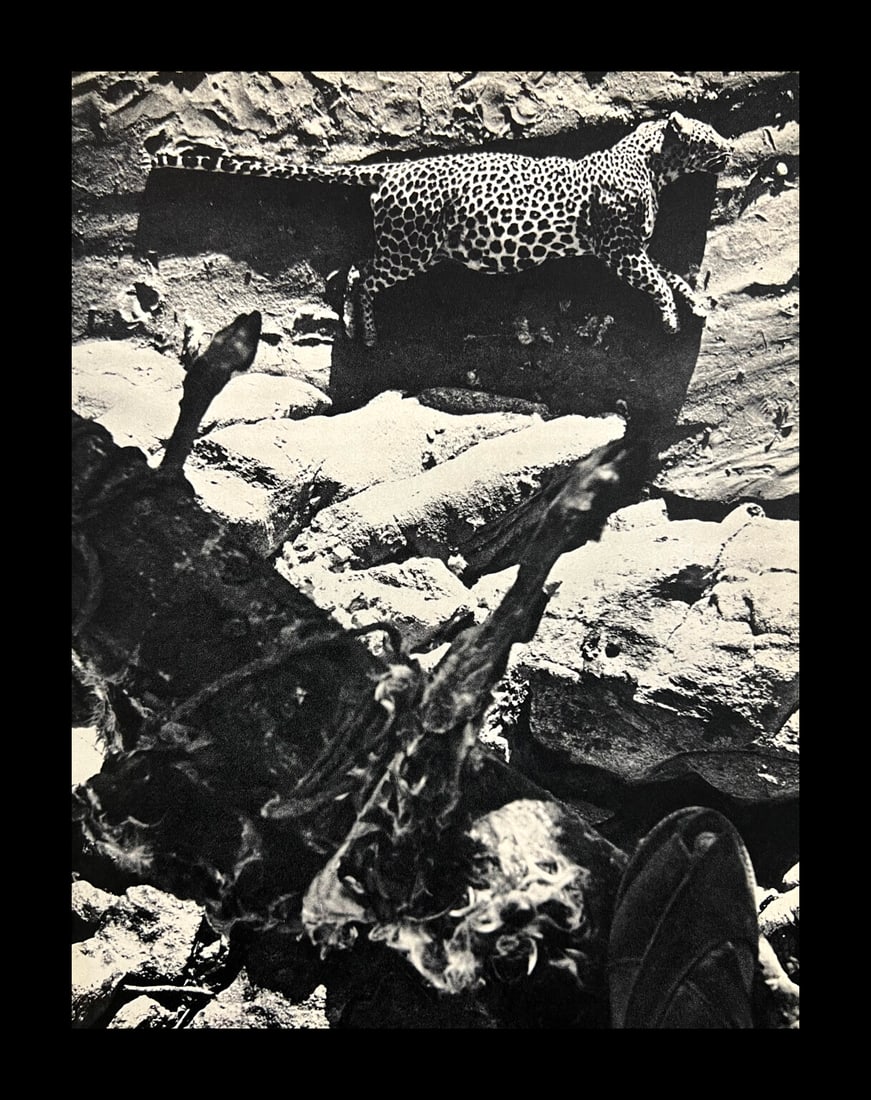 Peter Hill Beard, Desert Leopard Caught On Bait, 1960s: Photographer: Peter Hill Beard (January 22, 1938 – March 31 / April 19, 2020) was an American artist, photographer, diarist, and writer who lived and worked in New York City, Montauk and Kenya. His