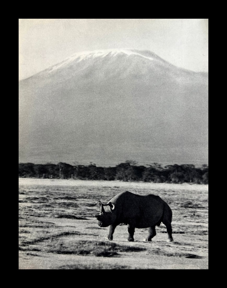 Peter Hill Beard, Early Morning Below Kilimanjaro, Rhino With A Broken Horn, 1960s: Photographer: Peter Hill Beard (January 22, 1938 – March 31 / April 19, 2020) was an American artist, photographer, diarist, and writer who lived and worked in New York City, Montauk and Kenya. His