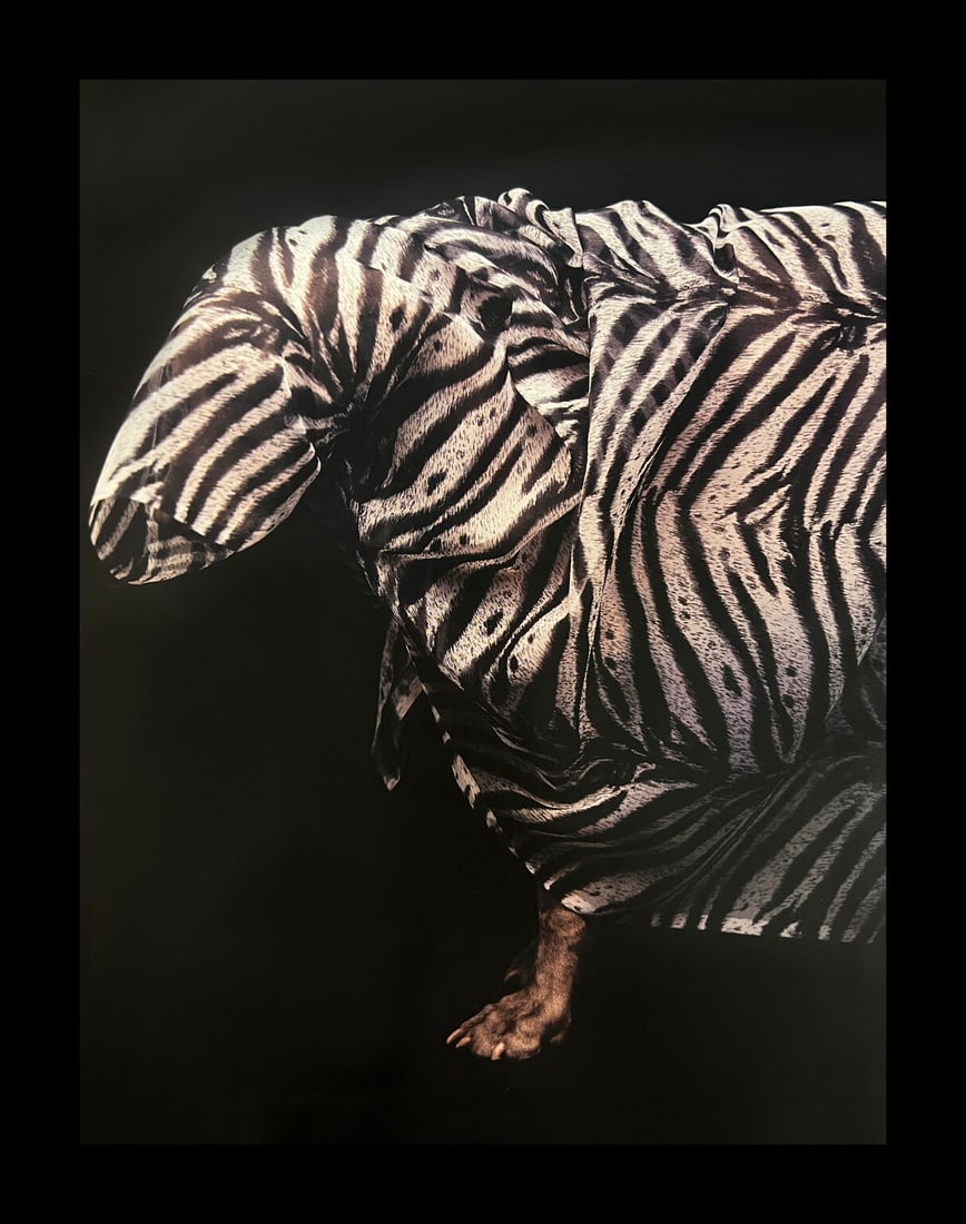 William Wegman, Zebra Patern: Photographer: William Wegman Subject/Title: Zebra Patern Type Of Print: Photogravure Date Of Print: 1994 Publisher: Library Of Congress Cataloging Approximate Image Size: 11 x 8 inches Mount Board Siz