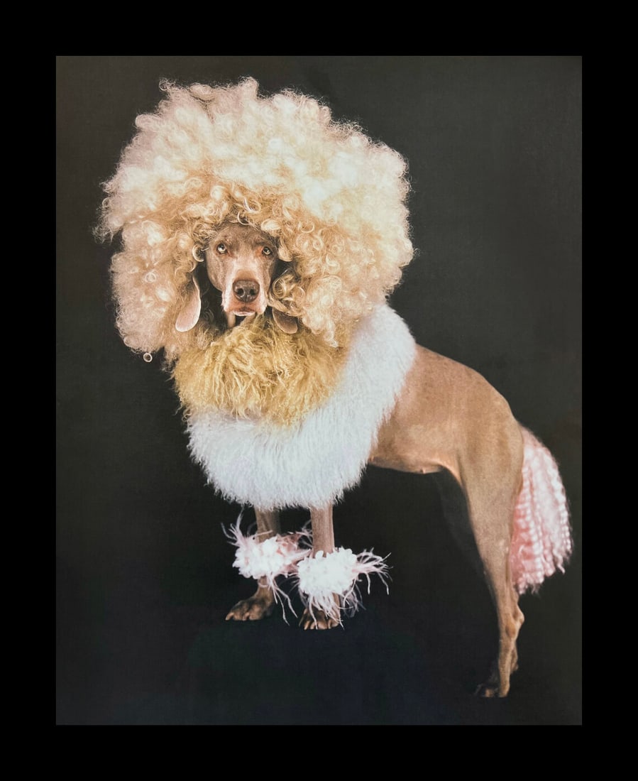 William Wegman, Lion King, 1999 (1 of 1)
