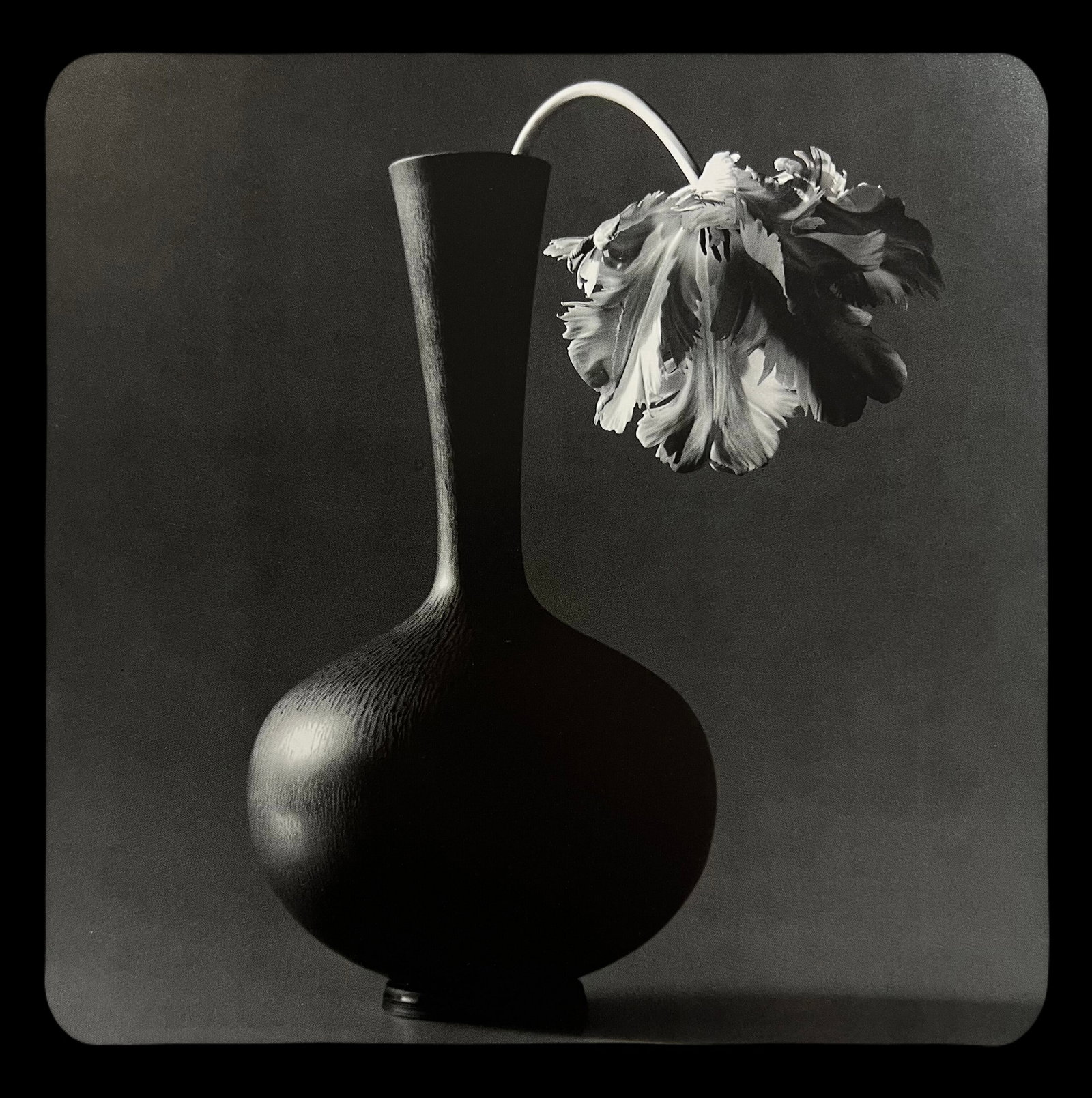 Robert Mapplethorpe, Parrot Tulip, 1985 (1 of 1)