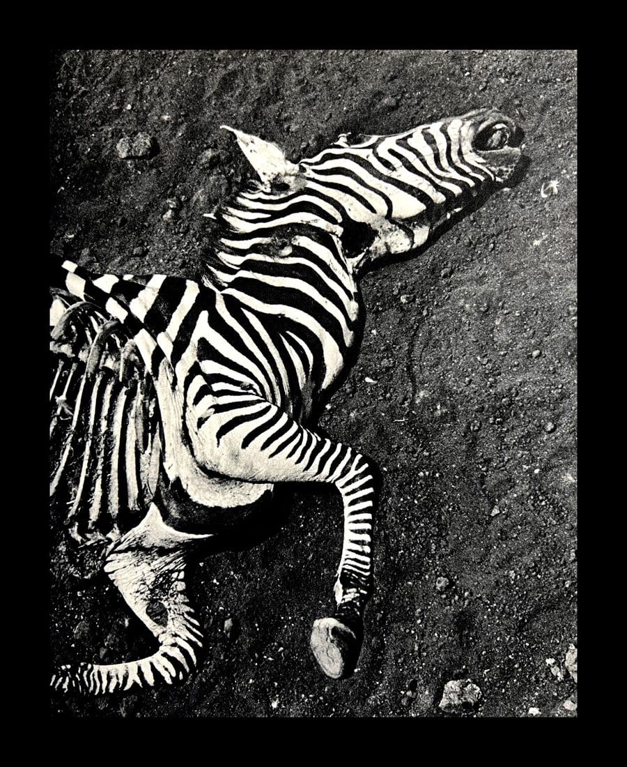 Peter Hill Beard, Lion Kill, A Zebra That Ran To The End, 1960s: Photographer: Peter Hill Beard (January 22, 1938 – March 31 / April 19, 2020) was an American artist, photographer, diarist, and writer who lived and worked in New York City, Montauk and Kenya. His