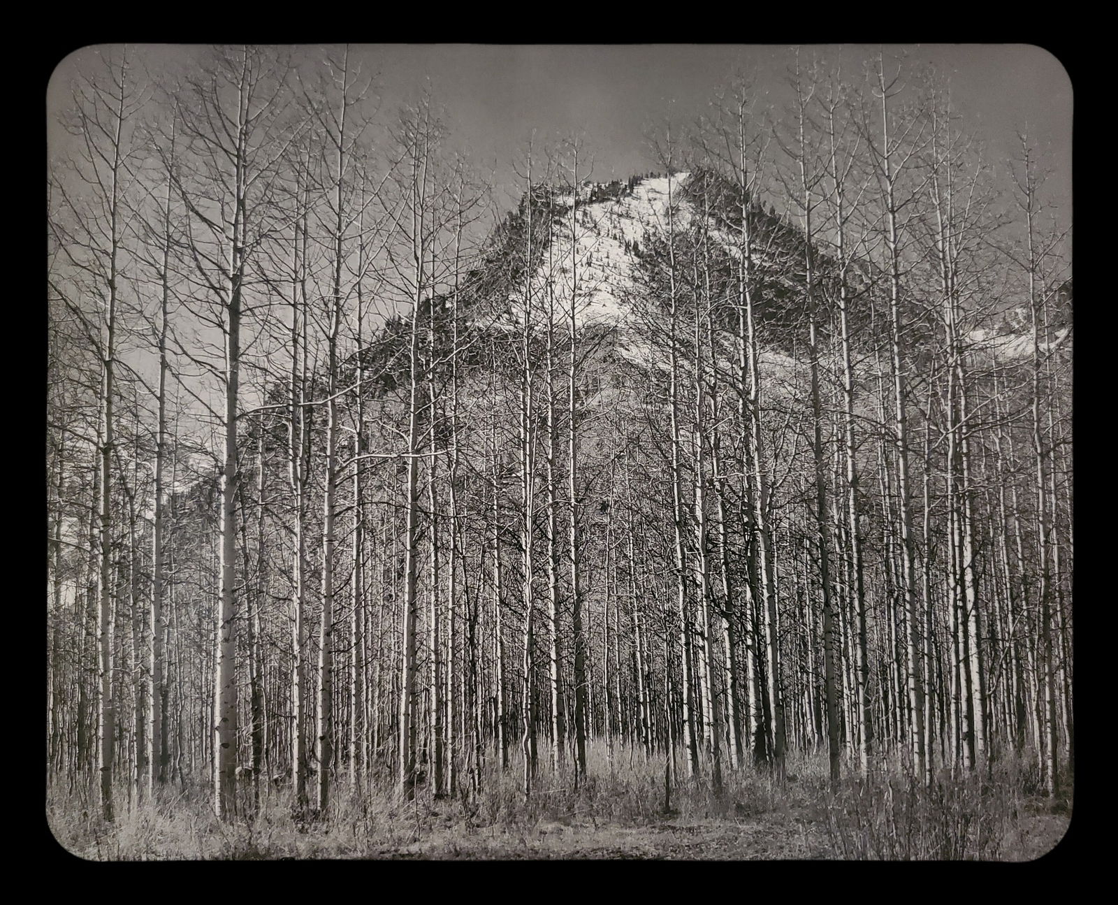 Ansel Adams, Aspens and Mountain, Autumn, Colorado, 1937 (1 of 1)