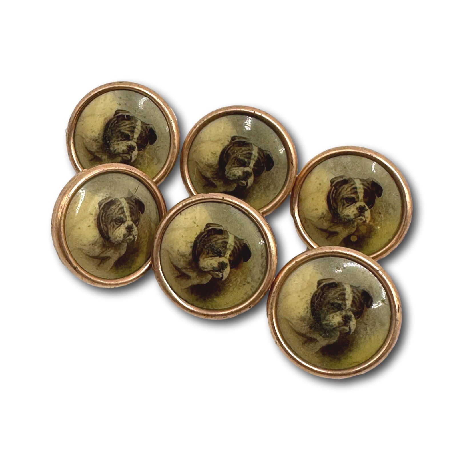 Antique Bull Dog Buttons (1 of 5)