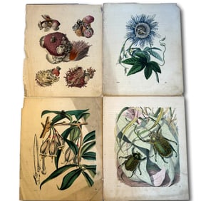 Animals and Plants from the German Periodical Das Buch der Welt, 1850