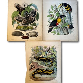 1800's Historic Colored Illustrations of Birds, Animals, and Insects