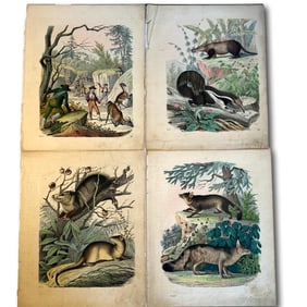 1800's Historic Colored Illustrations of Animals