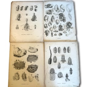 18th Century Set of Marine Biology Scientific Plates