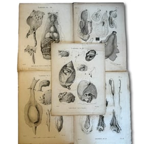 18th Century Set of Anatomical Illustrations
