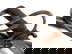 item-205503933=9