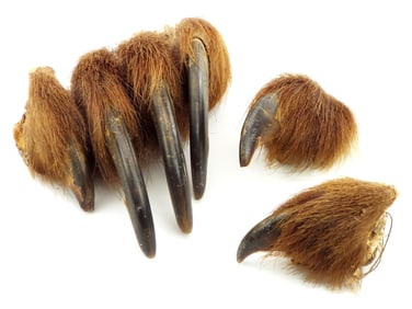 Lot of Bear Claws