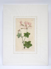 Antique 1787 Botanical Print by James Sowerby – Published by W. Curtis, Botanic Garden, Framed No.
