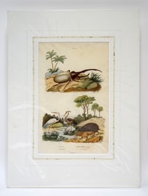 French Natural History Print by E. Guerin