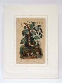 1840 Hand-Colored Botanical & Animal Lithograph by E. Guerin, "Poivrier and Palanourche"