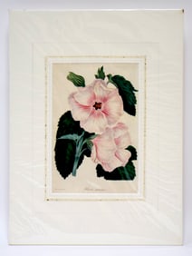1836 Botanical Lithograph - Hibiscus Splendens