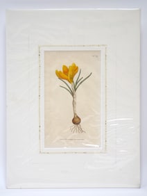 19th Century Botanical Lithograph - Crocus (No. 45)